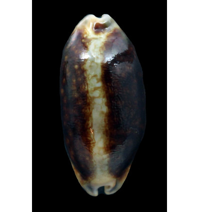 scurra 43,0mm NIGER RARE