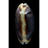 scurra 43,0mm NIGER RARE