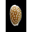 cribraria SP 30,2mm AUSTRALIA