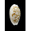 cribraria 24,5mm SULAWESI