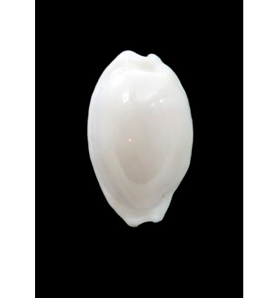 cribraria melwardi 21,4mm