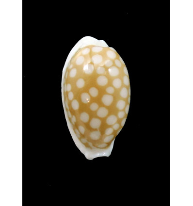 cribraria zadela 22,8mm SAMOA