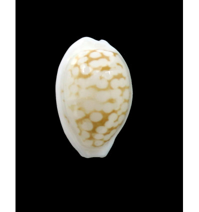 cribraria melwardi 21,4mm