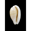 cribraria SP 32,3mm