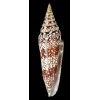 milneedwardsi clytospira 168,2mm BIG