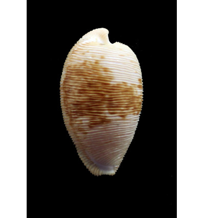 capensis 32,1mm BIG