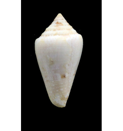 cedonulli insularis 33,3mm