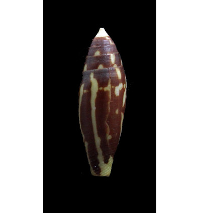 cylindraceus 27,0mm TAHITI