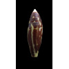 cylindraceus 27,0mm TAHITI