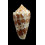 pseudocedonulli 37,4mm