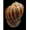 harpa ventricosa 73,9mm RUSTY