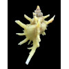 boucheti 33,0mm YELLOW RARE