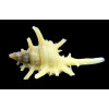 boucheti 33,0mm YELLOW RARE