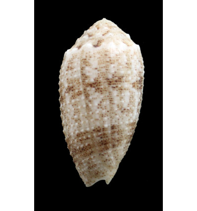 arenatus granulosus 41,3mm BIG