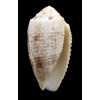 arenatus granulosus 41,3mm BIG