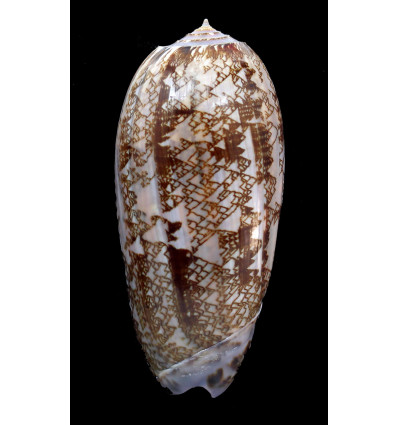 oliva porphyria 107,8mm