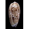 oliva porphyria 107,8mm