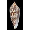 australis 104,2mm