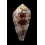 dalli 58,0mm