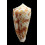 moluccensis stainforthi 41,5mm