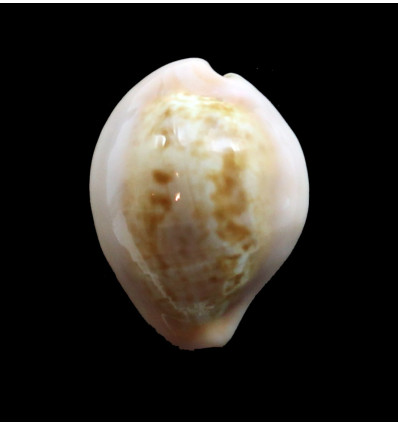 angelicae 25,1mm