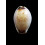 gangranosa reentsii 19,5mm