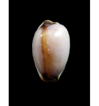 gangranosa reentsii 16,6mm