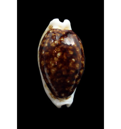 cribraria 27,0mm SUPERB