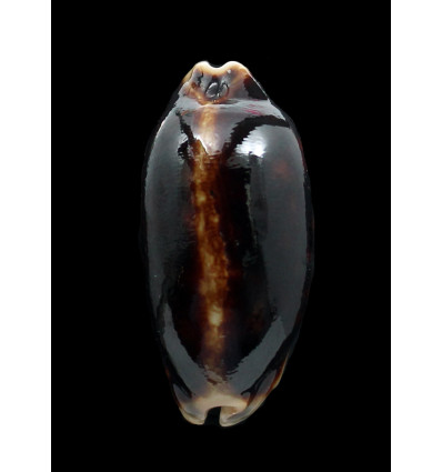 scurra 45,4mm SPLENDID