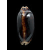 scurra 45,4mm SPLENDID