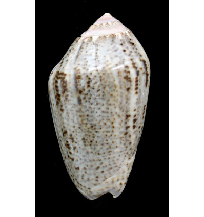 incrassata 72,0mm