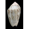 incrassata 72,0mm