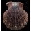 ruschenbergerii 97,0mm MONSTER