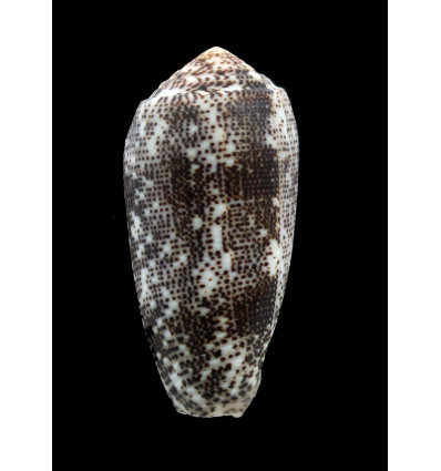 stercusmuscarum 54,8mm