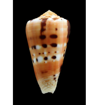 barthelemyi 57,0mm MAURITIUS