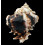 kusterianus 100,2mm DARK
