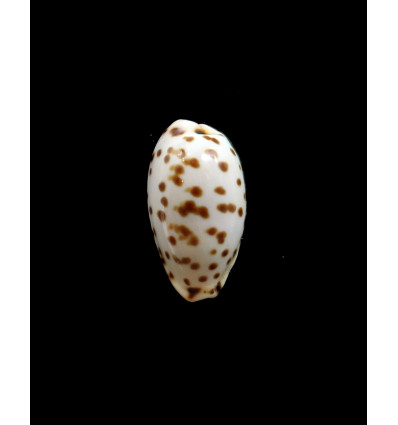 punctata berinii 19,0mm BIG