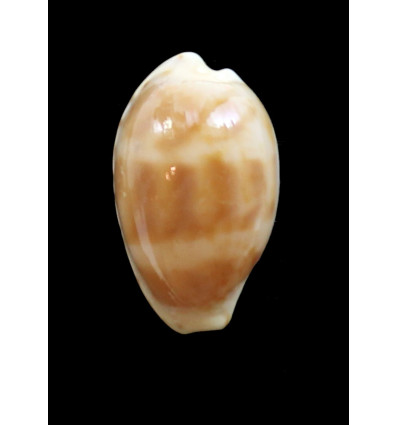 piperita bicolor 21,8mm