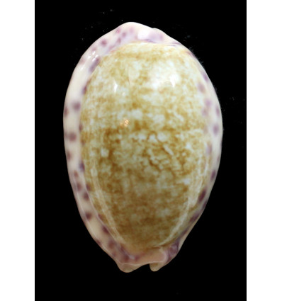 chinensis violacea 36,4mm