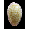 chinensis violacea 36,4mm