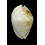 marginata nimbosa 66,0mm BIG