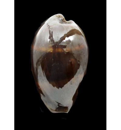 adusta 53,0mm BIG