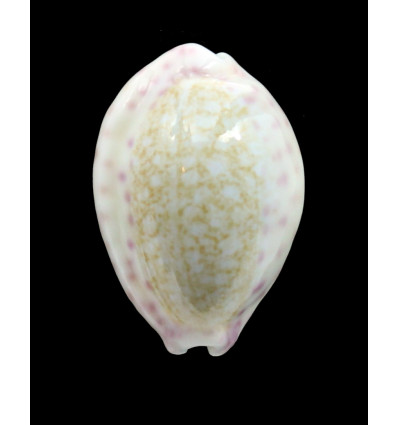 chinensis variolaria 32,0mm