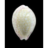 chinensis variolaria 32,0mm