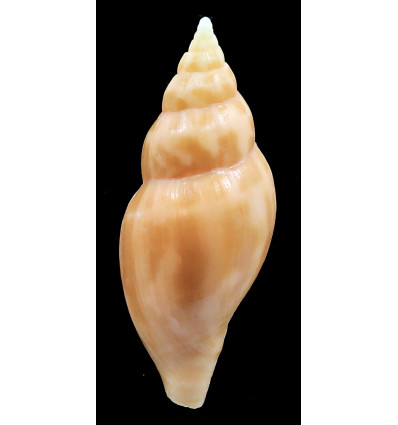 guionetti 56,4mm RARITY