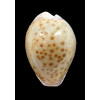 marginalis melocellata 32,6mm