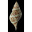 tulipa 200,0mm