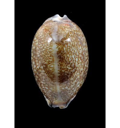 eglantina 80,5mm BIG