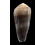 pennaceus elisae 57,0mm