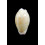microdon 16,5mm BIG